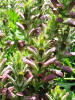 acanthus